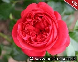 Out of Rosenheim kaufen, click for more details Out of Rosenheim