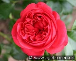 Out of Rosenheim kaufen, click for more details Out of Rosenheim