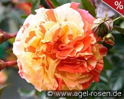 Papagena kaufen, click for more details Papagena