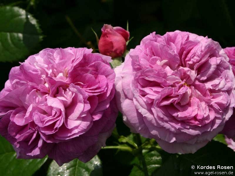 Buy Parfum Flower Circus ® – Floribunda Rose – AGEL ROSEN