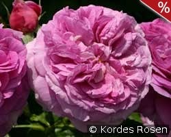 Parfum Flower Circus kaufen, click for more details Parfum Flower Circus