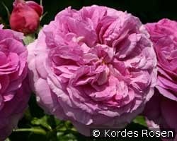 Parfum Flower Circus kaufen, click for more details Parfum Flower Circus