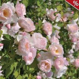 Pear Essbare Rose kaufen, click for more details Pear Essbare Rose