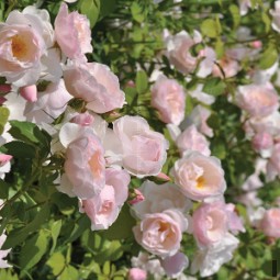 Pear Essbare Rose
