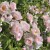 Pear Essbare Rose