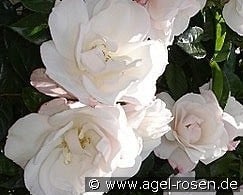 Pearl Drift kaufen, click for more details Pearl Drift