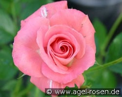 Pepino 87 kaufen, click for more details Pepino 87