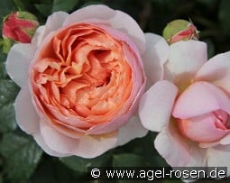 Peter Paul Rubens kaufen, click for more details Peter Paul Rubens