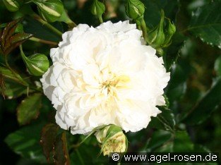 Petticoat