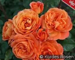 Phoenix kaufen, click for more details Phoenix