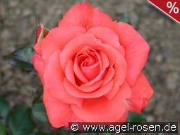 Piccolo kaufen, click for more details Piccolo