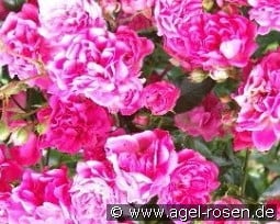 Pink Fairy kaufen, click for more details Pink Fairy