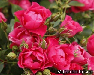 Pink Forest Rose