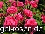 Buy Pink Forest Rose