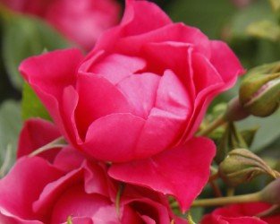 Pink Forest Rose