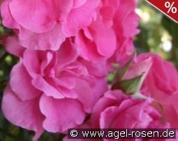 Pink La Sevillana kaufen, click for more details Pink La Sevillana