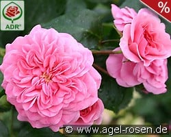 Pink Swany kaufen, click for more details Pink Swany