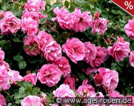 Play Rose