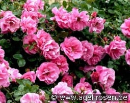 Play Rose kaufen, click for more details Play Rose