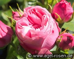 Playful Rokoko kaufen, click for more details Playful Rokoko