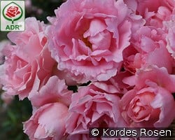 Poetry kaufen, click for more details Poetry