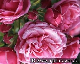 Pompon Diadem kaufen, click for more details Pompon Diadem