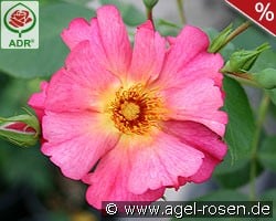 Pretty Sunrise syn. Yann Arthus-Bertrand kaufen, click for more details Pretty Sunrise syn. Yann Arthus-Bertrand