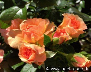 Prince Henrik of Denmark - Plant'n'Relax