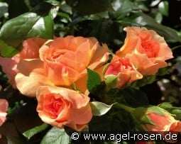 Prince Henrik of Denmark - Plant'n'Relax kaufen, click for more details Prince Henrik of Denmark - Plant'n'Relax