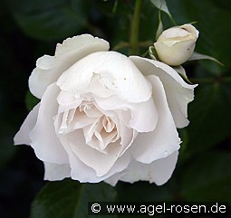 Princess of Wales kaufen, click for more details Princess of Wales