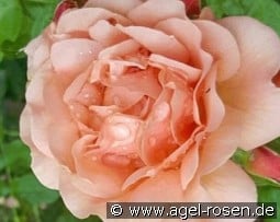 Princesse Stéphanie Grande-Duchesse Héritière de Luxembourg kaufen, click for more details Princesse Stéphanie Grande-Duchesse Héritière de Luxembourg