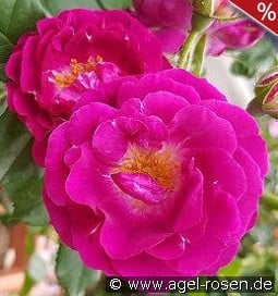 Purple Breeze kaufen, click for more details Purple Breeze