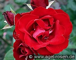 Pußta kaufen, click for more details Pußta