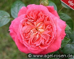 Queen of Hearts kaufen, click for more details Queen of Hearts