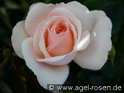 Queens Palace kaufen, click for more details Queens Palace