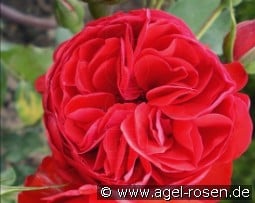 Rabelais syn François Rabelais kaufen, click for more details Rabelais syn François Rabelais