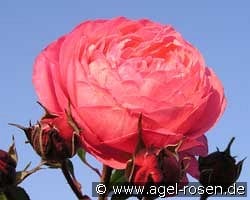 Raymond Blanc kaufen, click for more details Raymond Blanc