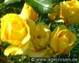 Rayon De Soleil kaufen, click for more details Rayon De Soleil