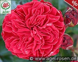 Red Leonardo da Vinci kaufen, click for more details Red Leonardo da Vinci