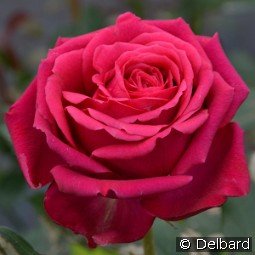 Régis Marcon kaufen, click for more details Régis Marcon