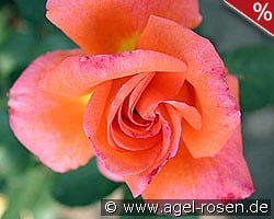 Reigen kaufen, click for more details Reigen