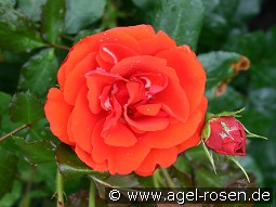 Remembrance kaufen, click for more details Remembrance