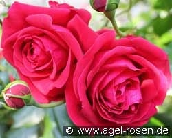 République de Montmartre kaufen, click for more details République de Montmartre