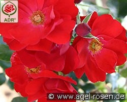 Resonanz kaufen, click for more details Resonanz