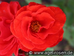 Revolution kaufen, click for more details Revolution