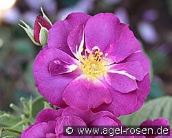 Rhapsody in Blue kaufen, click for more details Rhapsody in Blue