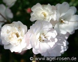 Rösel Dach kaufen, click for more details Rösel Dach