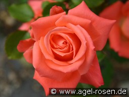 Roletta kaufen, click for more details Roletta