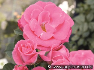 Rosali 83