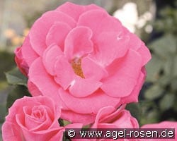 Rosali 83 kaufen, click for more details Rosali 83